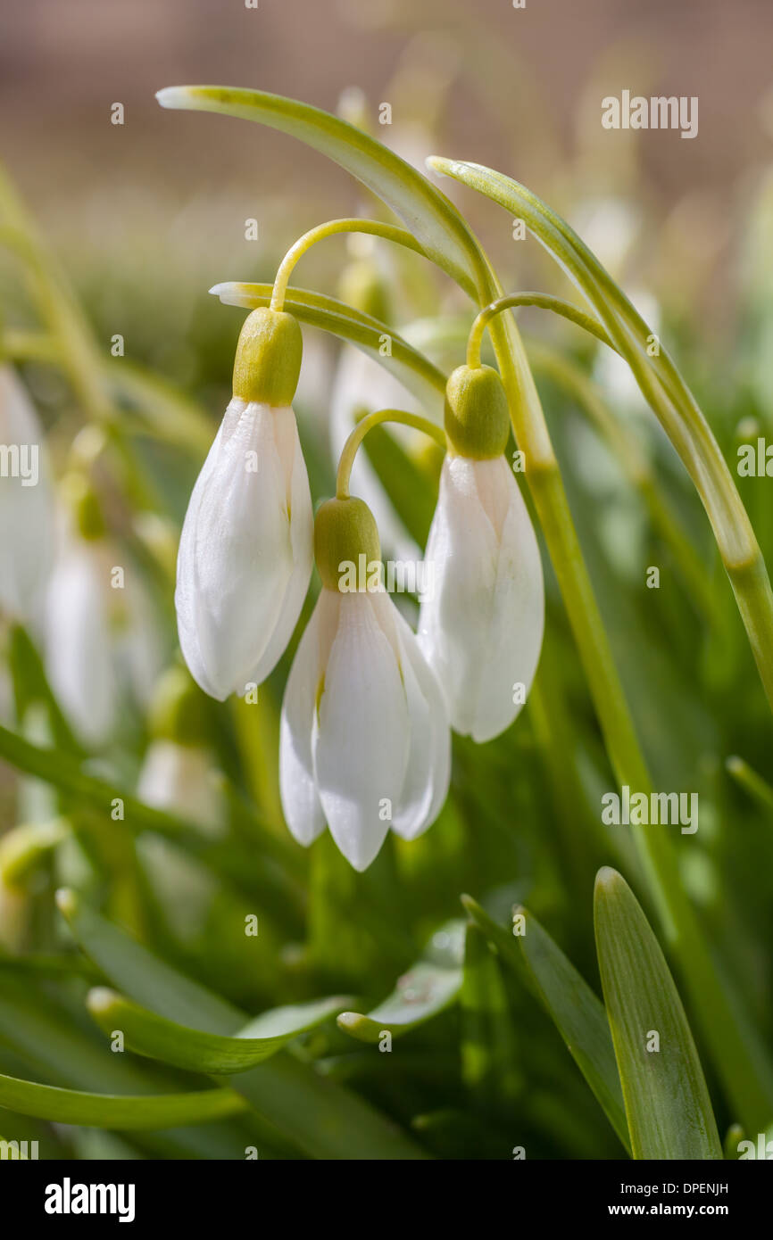 Snowdrop flowers Stock Photo