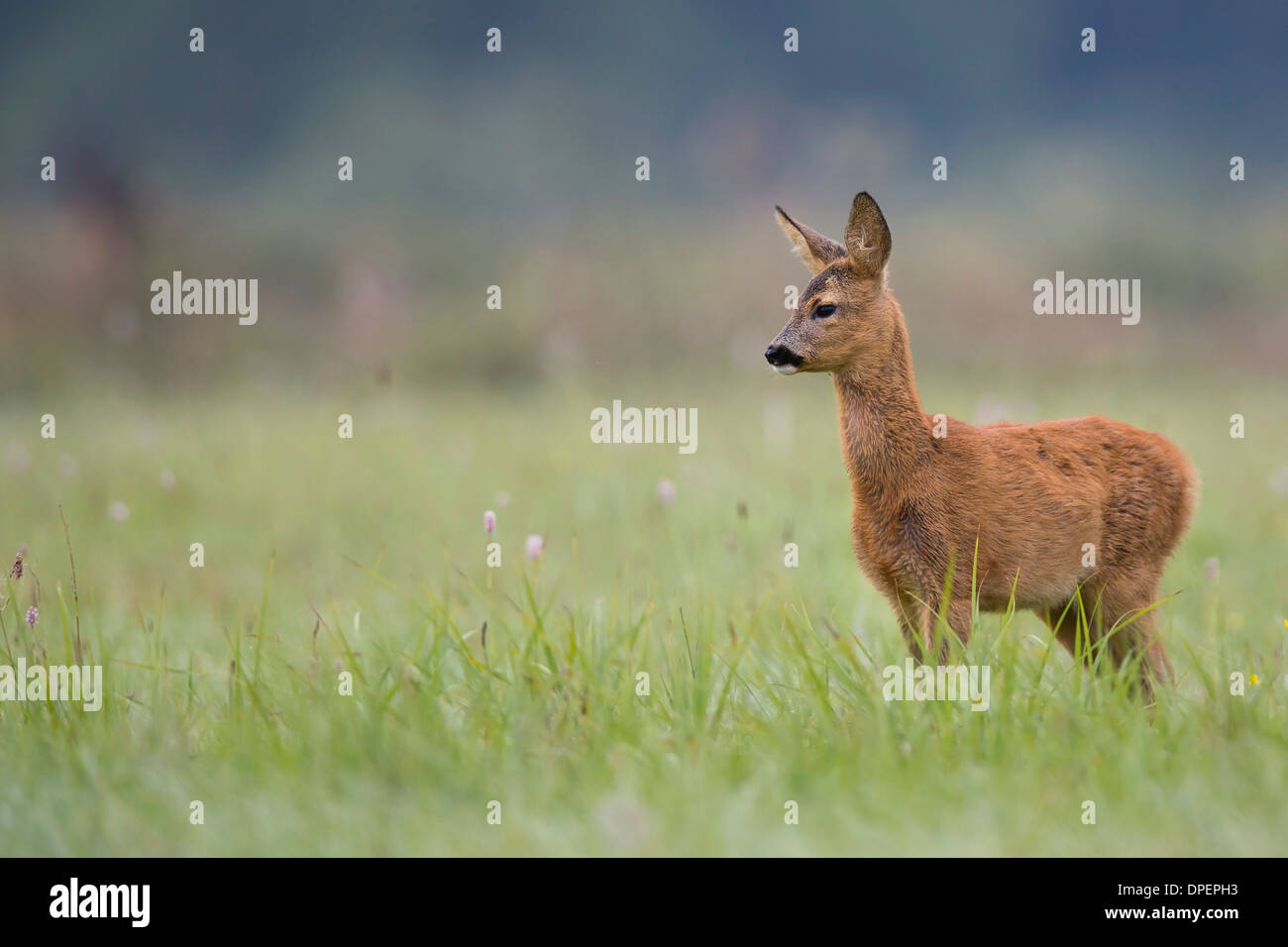 Roe deer in the wild. Stock Photo