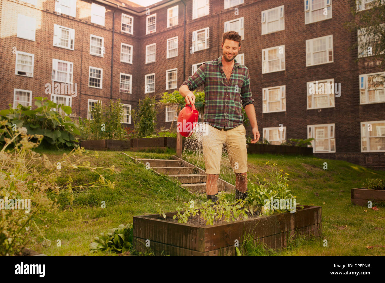 Mid adult man watering raised beds on council estate allotment Stock Photo