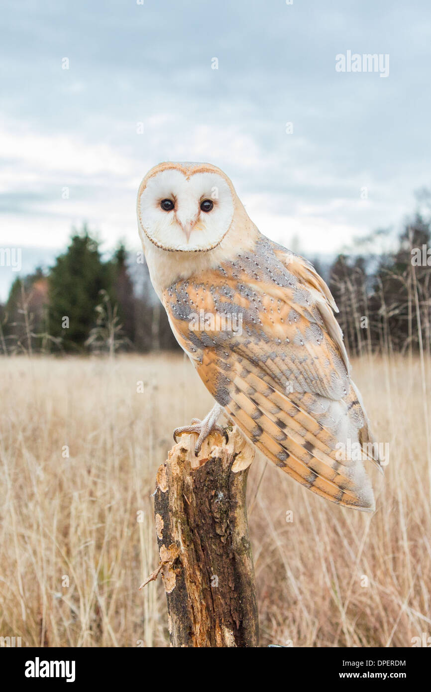Adult Barn Owl (Tyto alba) perched on a post Stock Photo