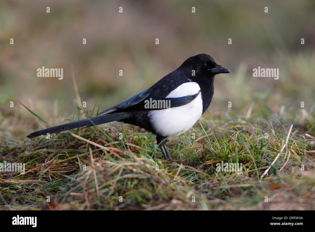 Magpie (Pica pica) in grass, North Rhine-Westphalia, Germany Stock Photo