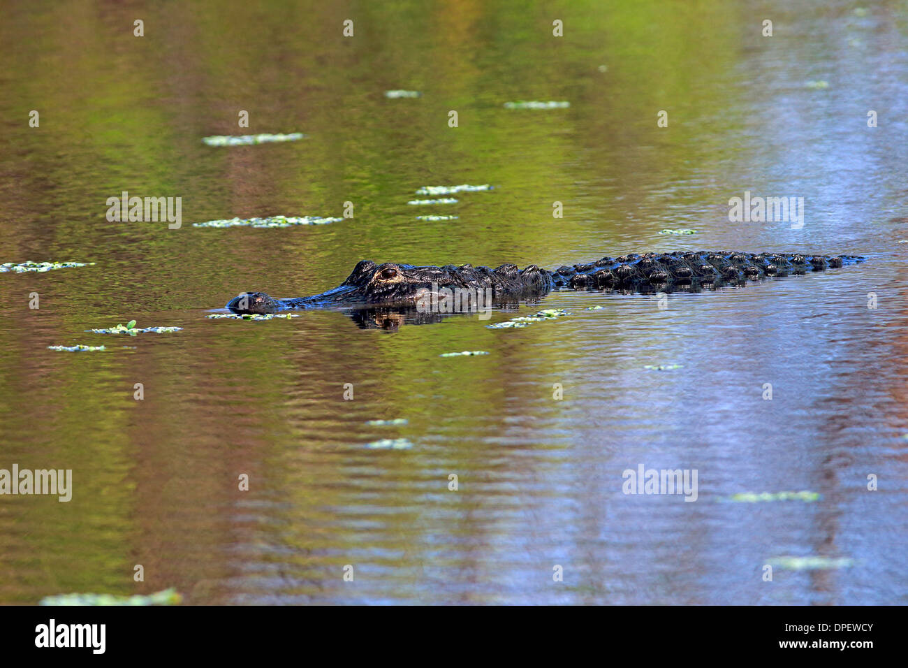 Florida alligator beach hires stock photography and images Alamy