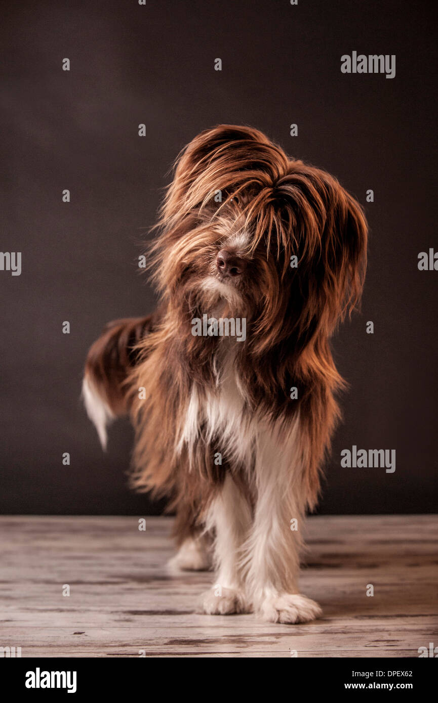 Brown and white mongrel dog, standing Stock Photo