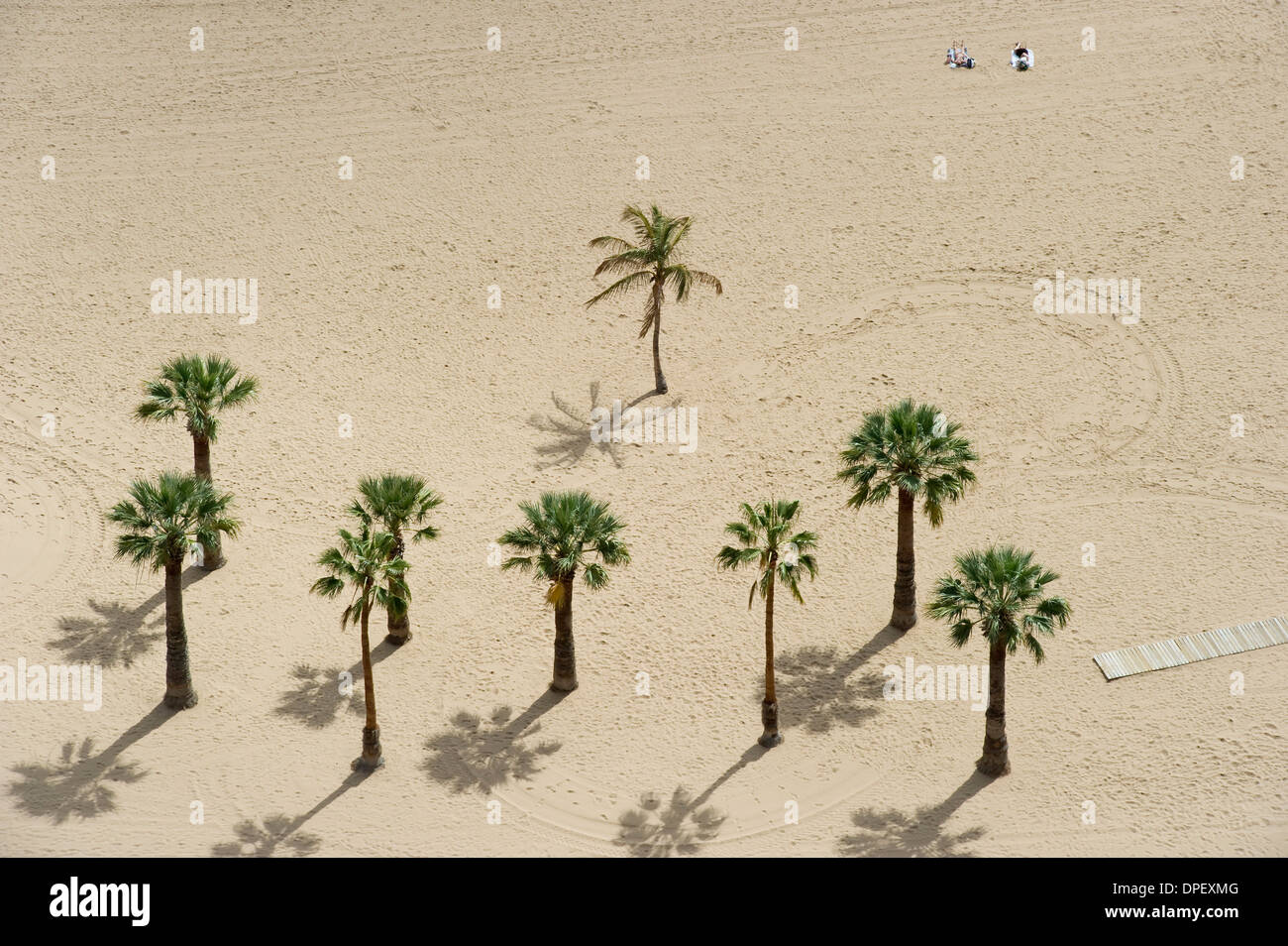 Palm trees on the beach, Playa de las Teresitas, Santa Cruz, Tenerife, Canary Islands, Spain Stock Photo