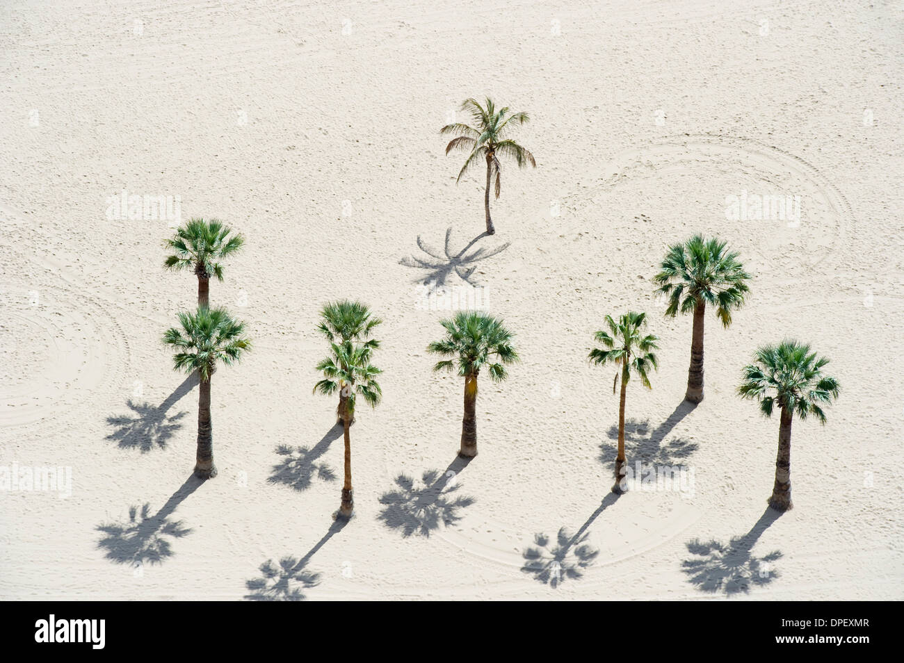 Palm trees on the beach, Playa de las Teresitas, Santa Cruz, Tenerife, Canary Islands, Spain Stock Photo