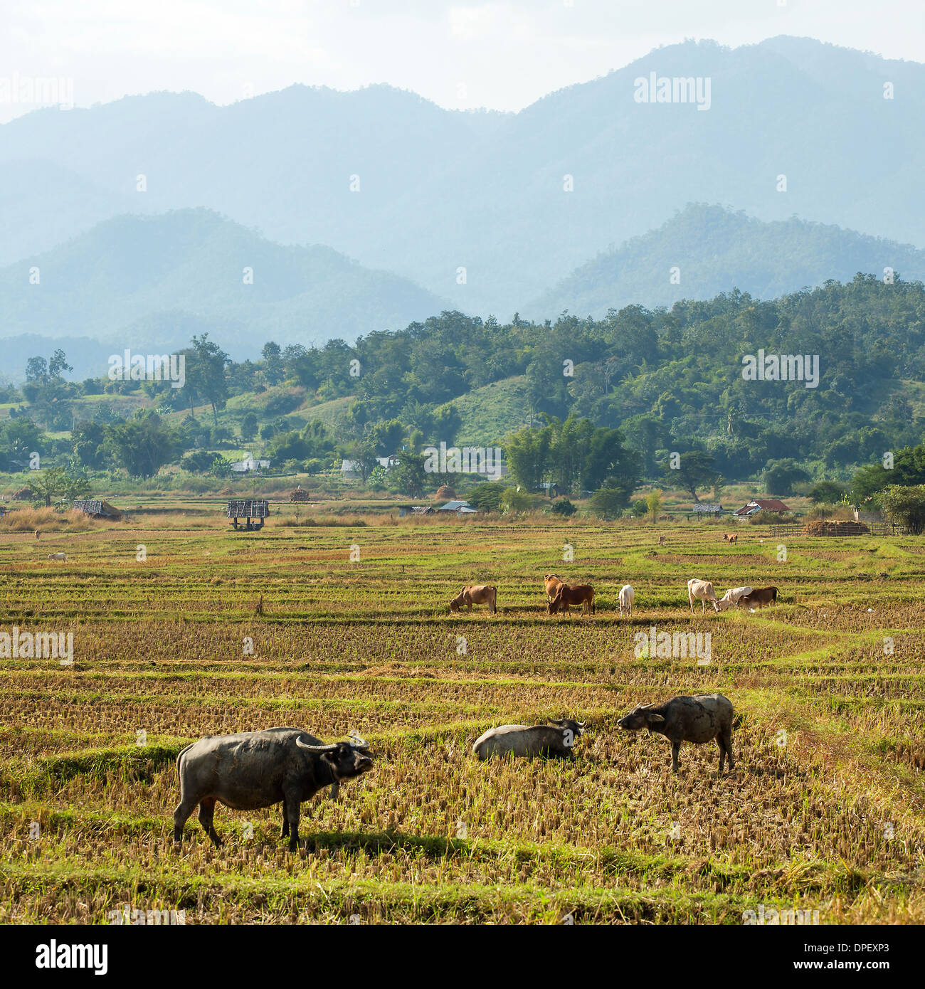 Water buffalos in the field of Northern Thailand Stock Photo