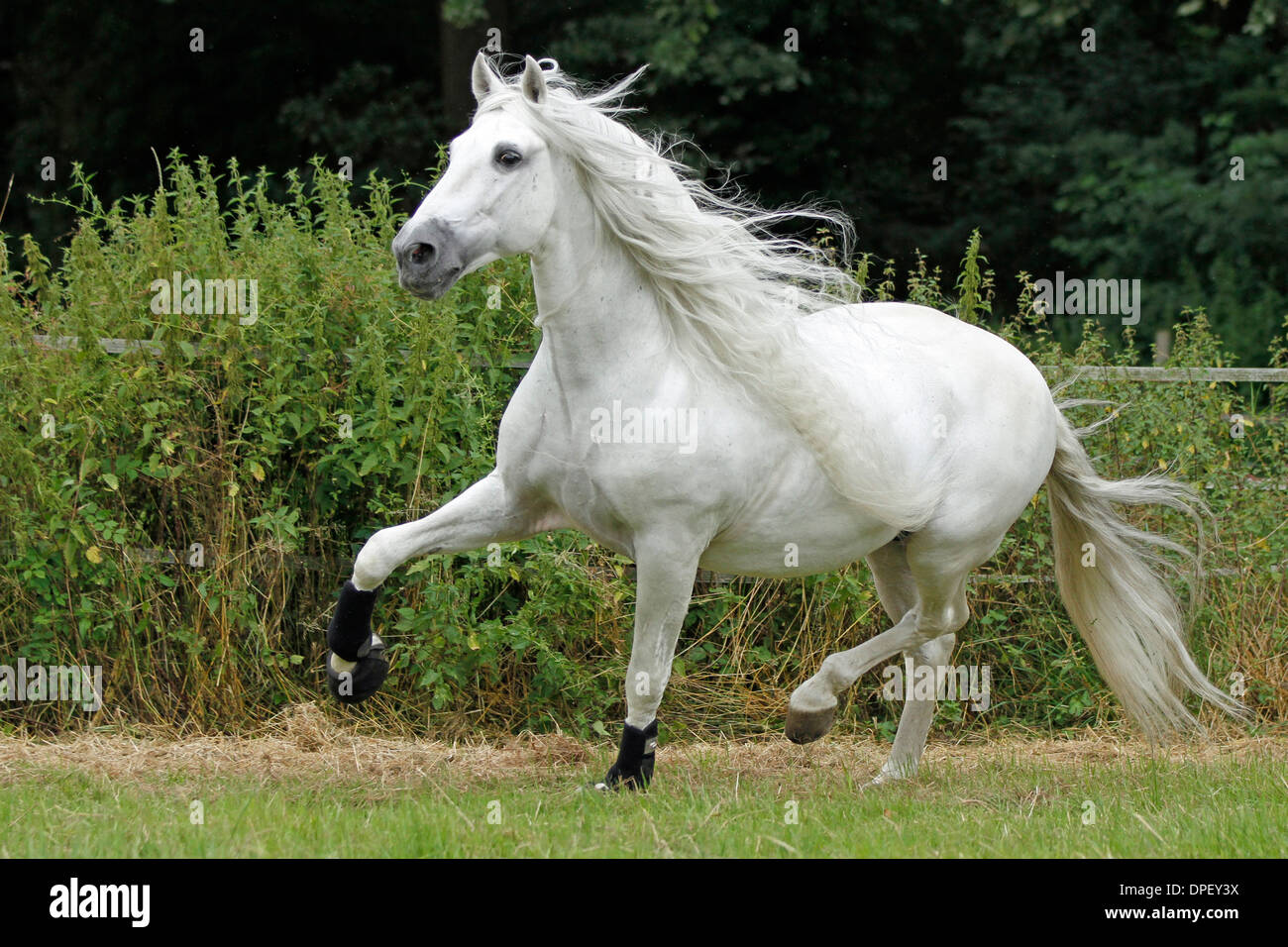 White andalusian horses hi-res stock photography and images - Alamy