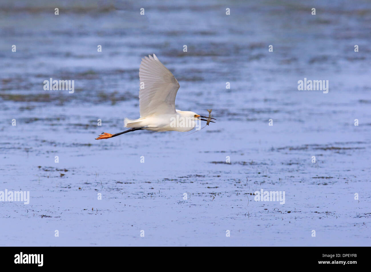 Snowy Egret (Egretta thula), flying with prey, Sanibel Island, Florida, USA Stock Photo