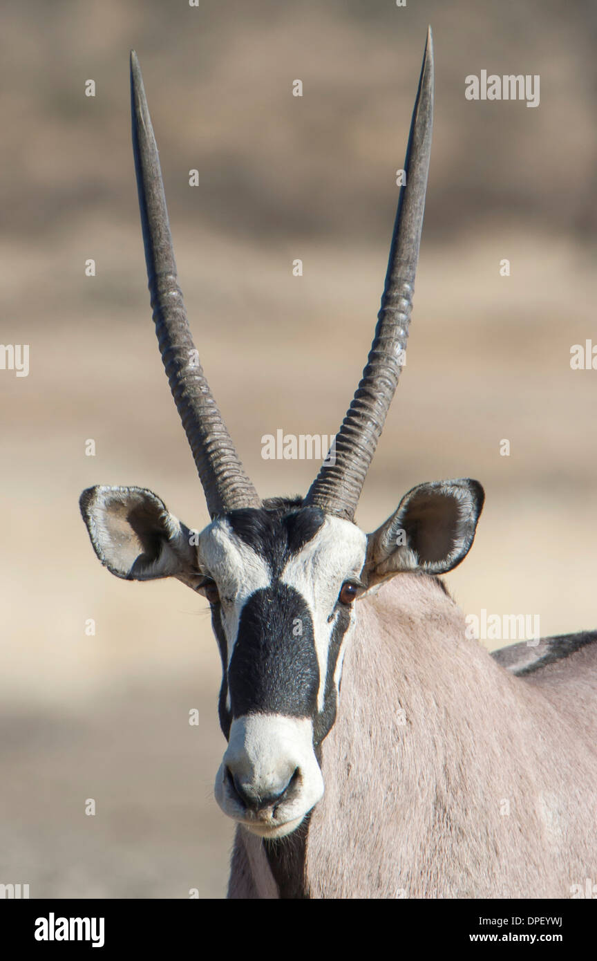Gemsbok (Oryx gazella), Kgalagadi Transfrontier Park, Northern Cape, South Africa Stock Photo