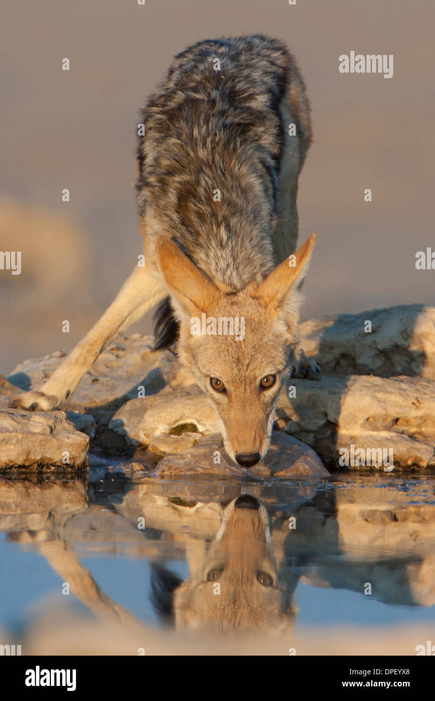 Black-backed jackal (Canis mesomelas) drinking at a waterhole, Kgalagadi Transfrontier Park, Northern Cape, South Africa Stock Photo