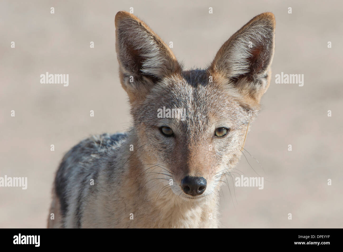 Black-backed jackal (Canis mesomelas), Kgalagadi Transfrontier Park, Northern Cape, South Africa Stock Photo