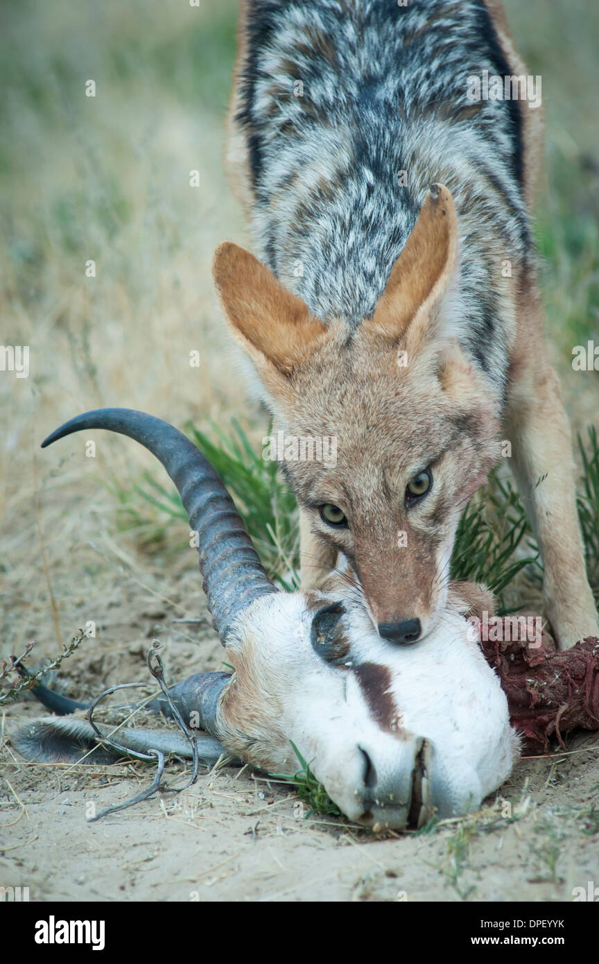 Pelmets jackals (Canis mesomelas) feeding on the carcass of a springbok (Antidorcas marsupialis), Kgalagadi Transfrontier Park Stock Photo