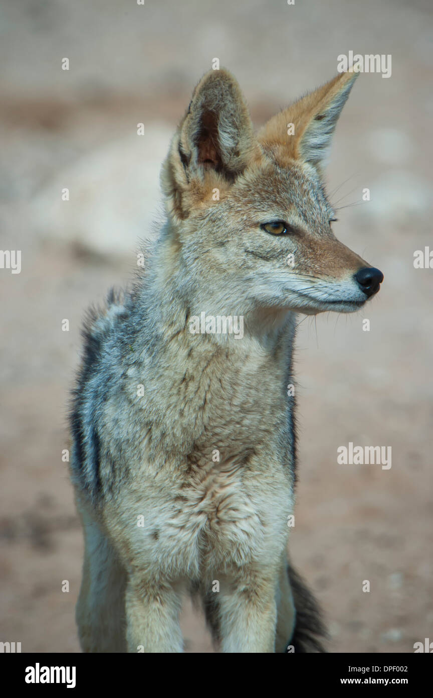 Black-backed jackal (Canis mesomelas), Kgalagadi Transfrontier Park, Northern Cape, South Africa Stock Photo