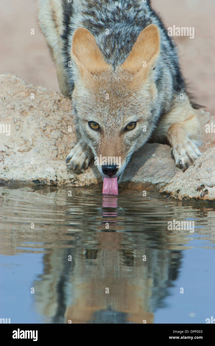 Black-backed jackal (Canis mesomelas) drinking at a waterhole, Kgalagadi Transfrontier Park, Northern Cape, South Africa Stock Photo