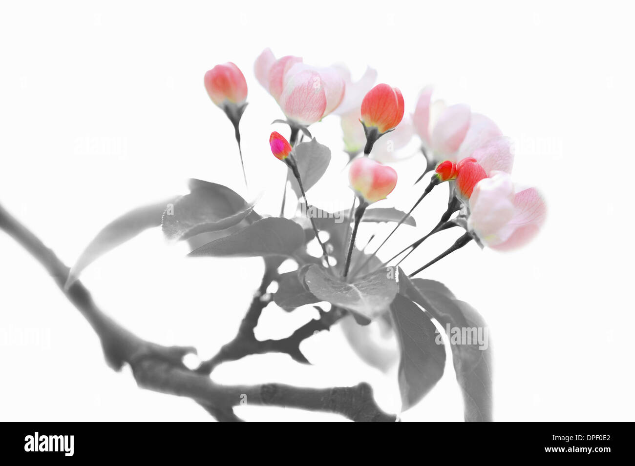 Chinese ink painting of begonia tree Stock Photo