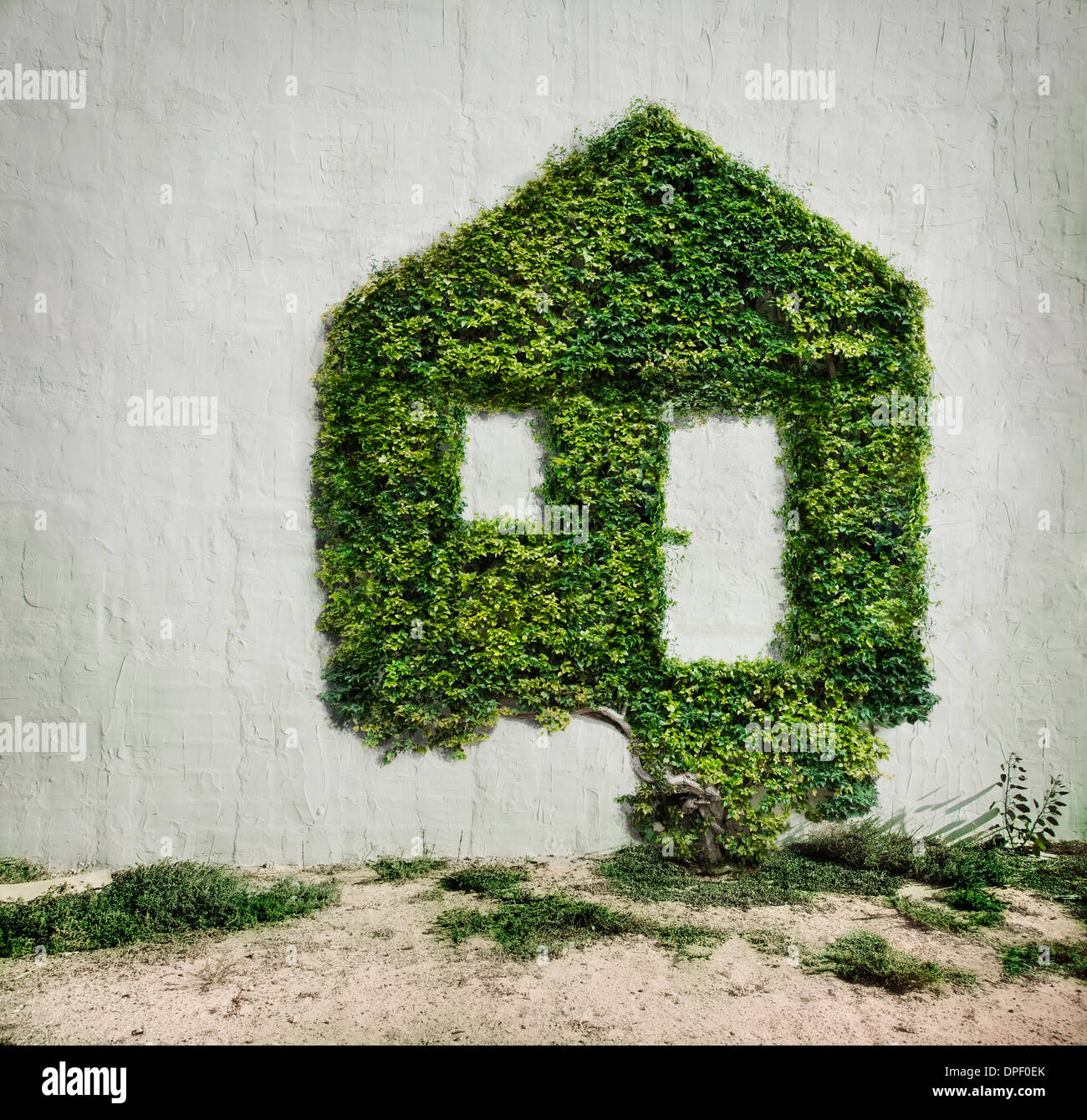 Ivy growing in shape of house Stock Photo