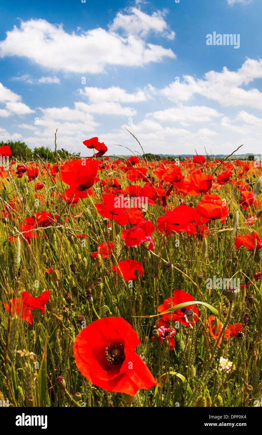 Poppies tour hi-res stock photography and images - Alamy