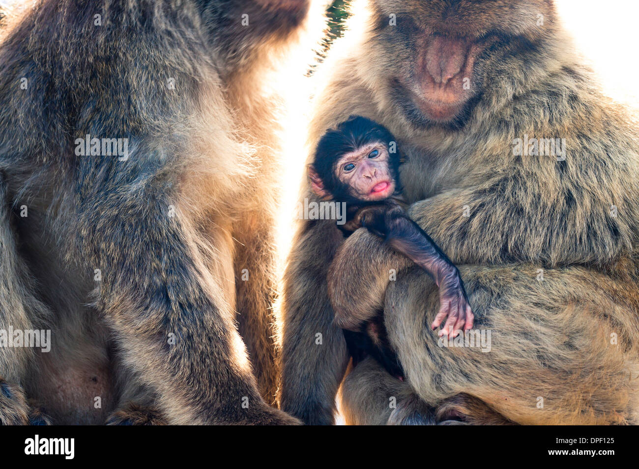 Barbary Macaques in Gibraltar. Stock Photo