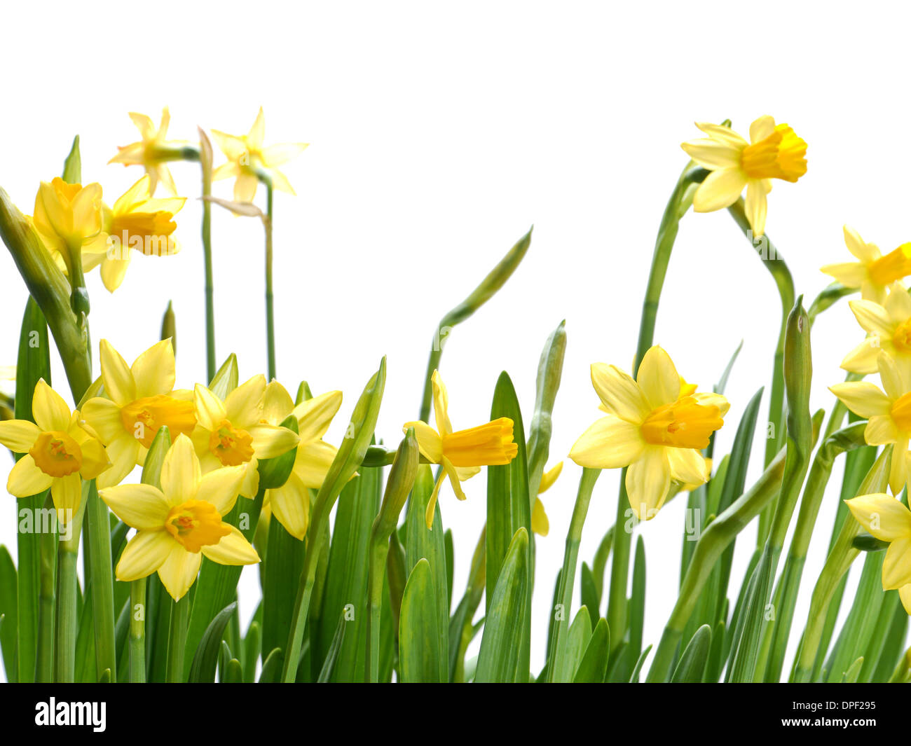 Bunch of fresh garden daffodils over white background Stock Photo