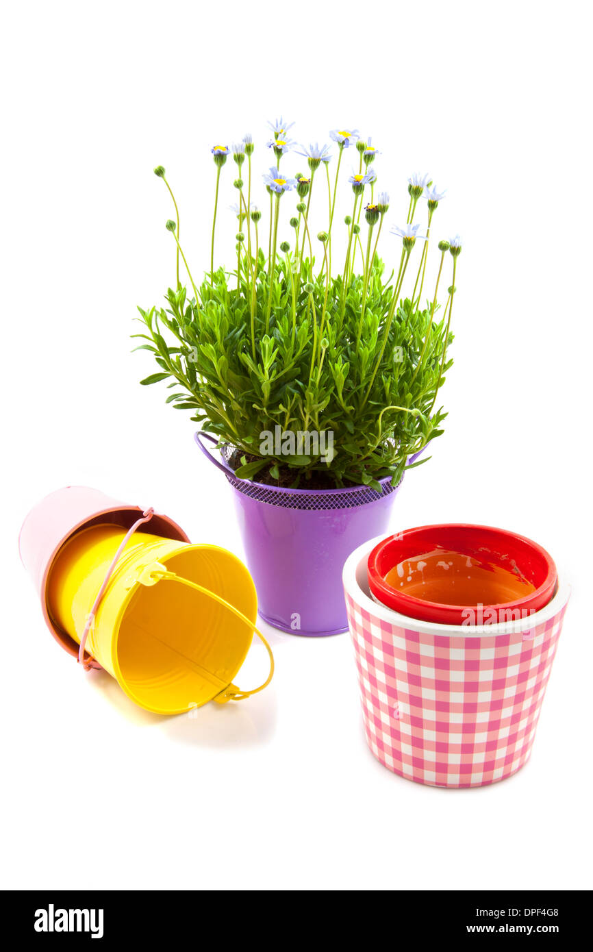 Blue daisy in purple bucket with in front other pots and buckets