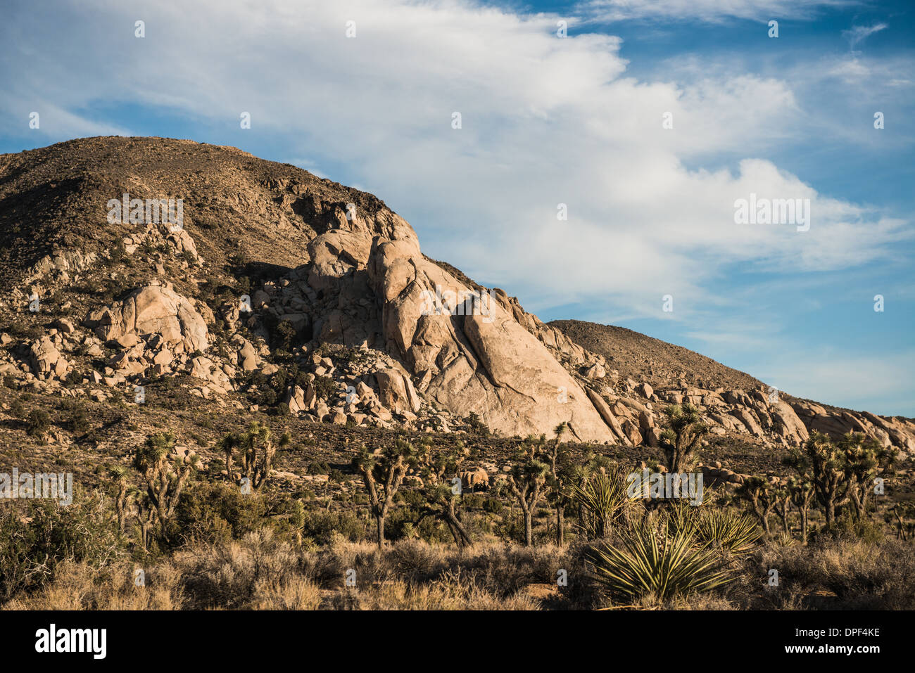 Arid landscape, Joshua Tree National Park, California, USA Stock Photo