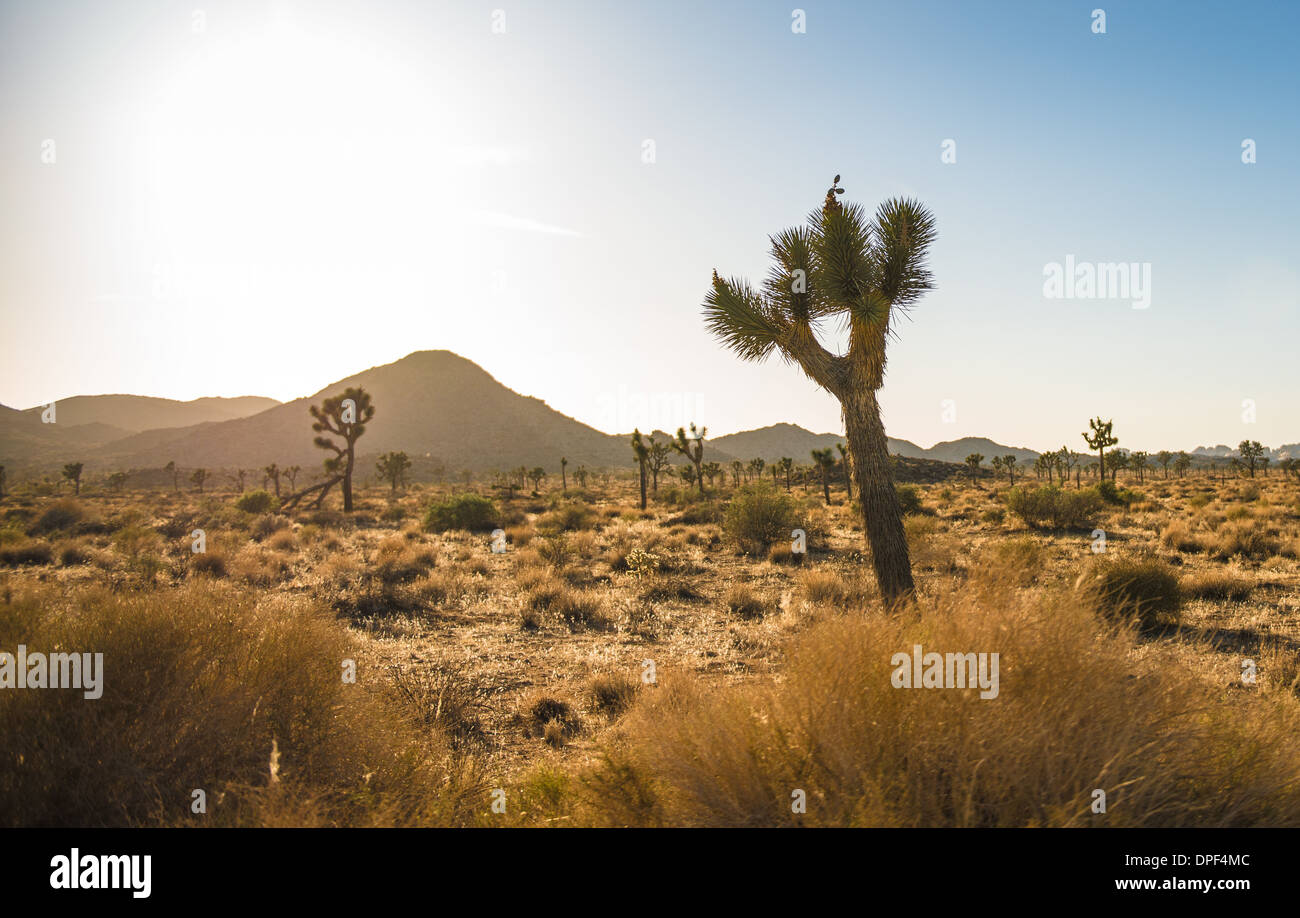 Desert and scrubland, Joshua Tree National Park, California, USA Stock Photo