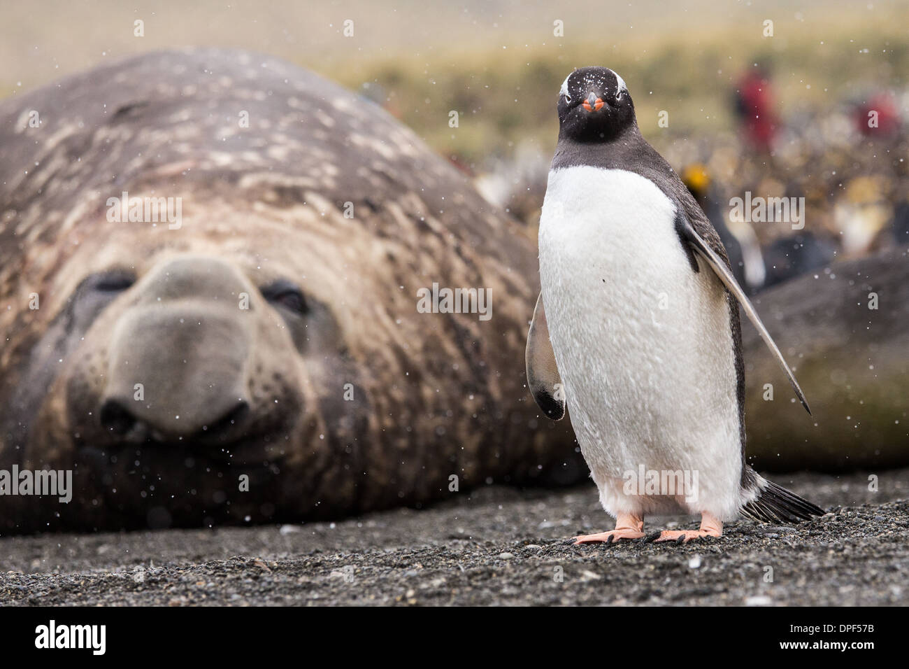 A gentoo penguin poses in front of a dozy elephant seal Stock Photo