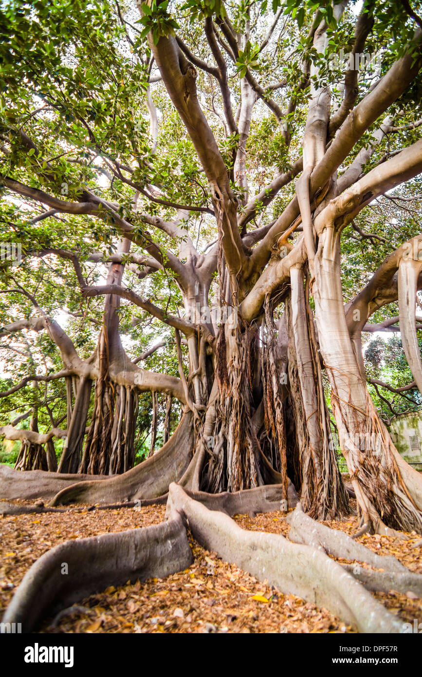 Twisted roots of a Moreton Bay fig tree (banyan tree) (Ficus ...