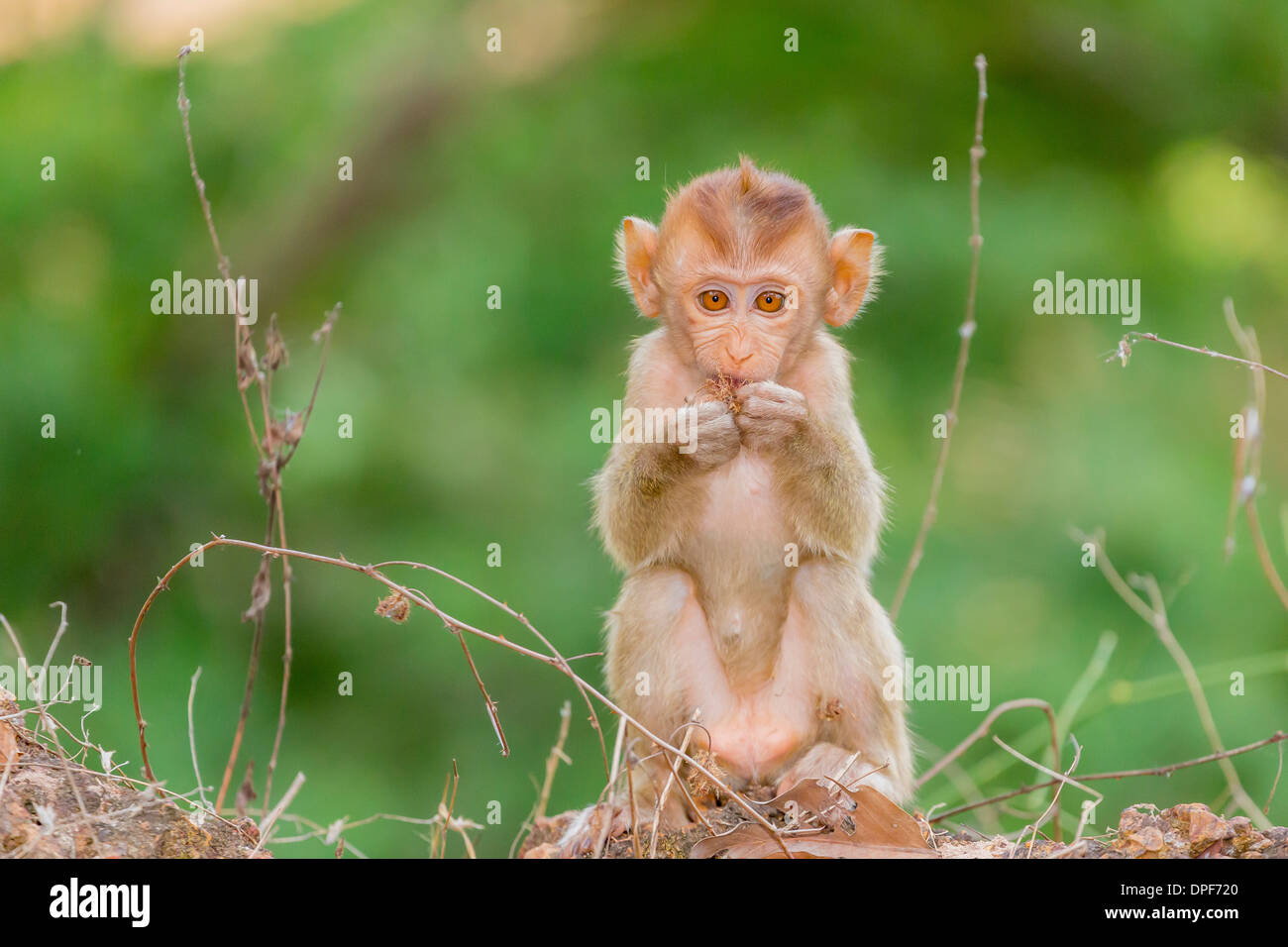 Young long-tailed macaque (Macaca fascicularis) in Angkor Thom, Siem Reap, Cambodia, Indochina, Southeast Asia, Asia Stock Photo