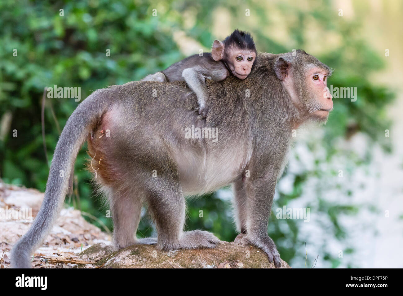 Young long-tailed macaque (Macaca fascicularis) atop its mother in Angkor Thom, Siem Reap, Cambodia, Indochina, Southeast Asia Stock Photo