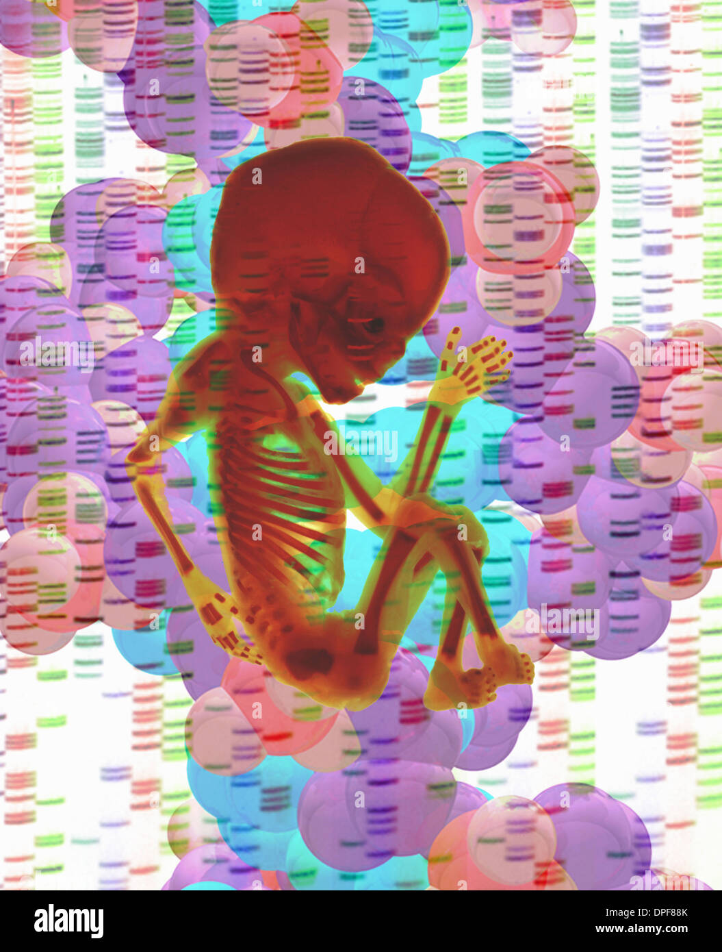 Digital composite of human fetus and DNA Stock Photo