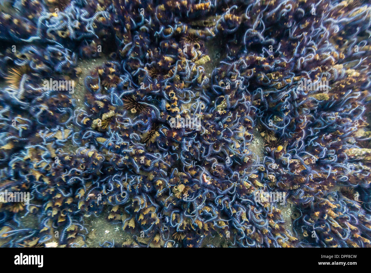 Brittle stars massing by the hundreds in possible reproduction event at