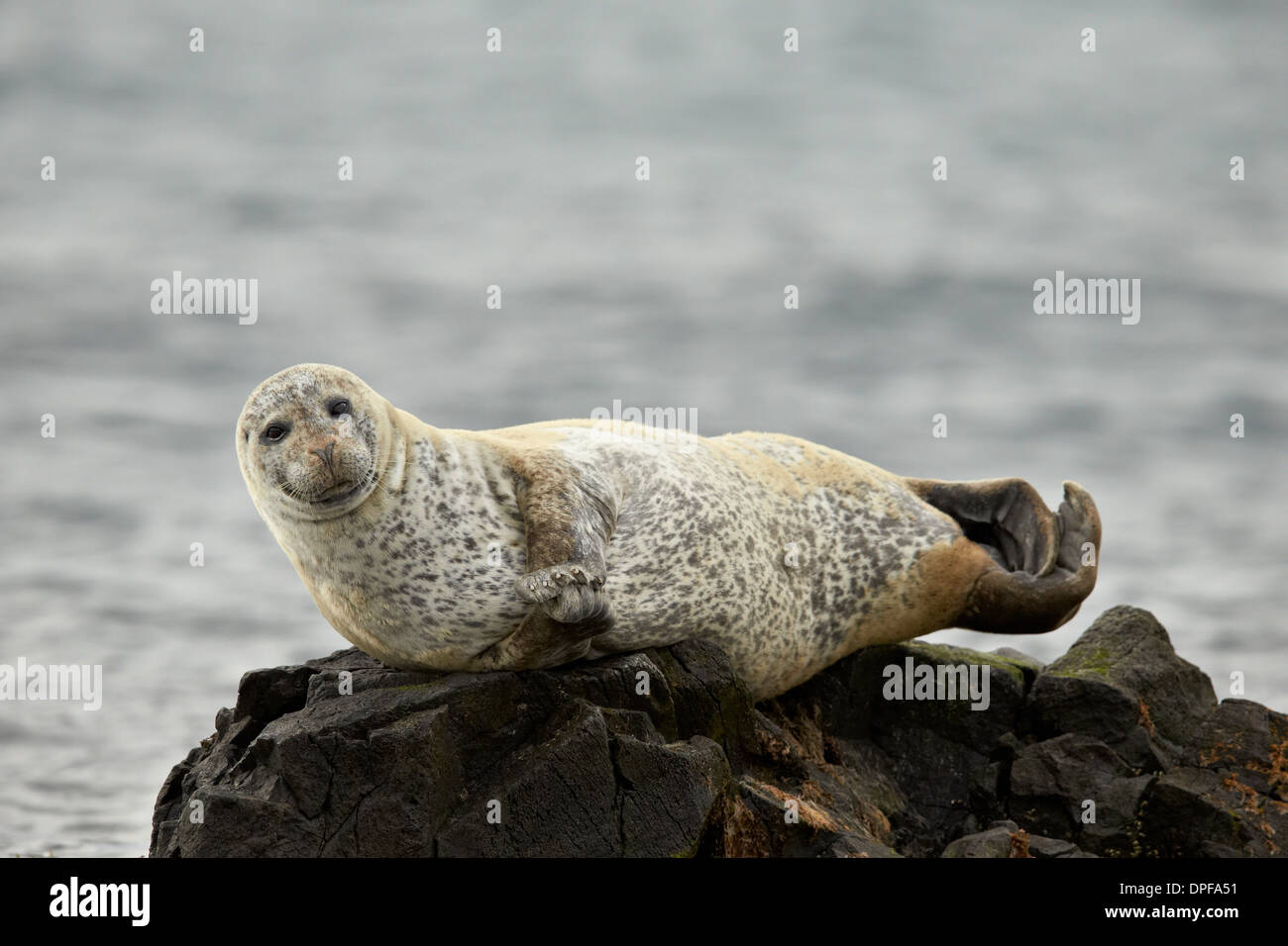 Harbor seal (common seal) (Phoca vitulina), Iceland, Polar Regions Stock Photo