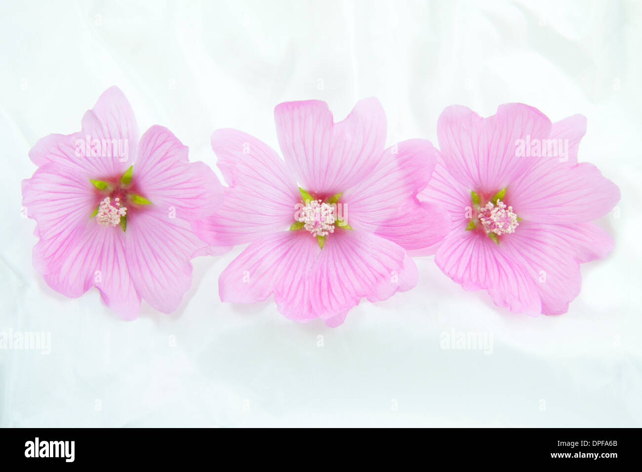 Three pink lavatera's in a row on satin Stock Photo