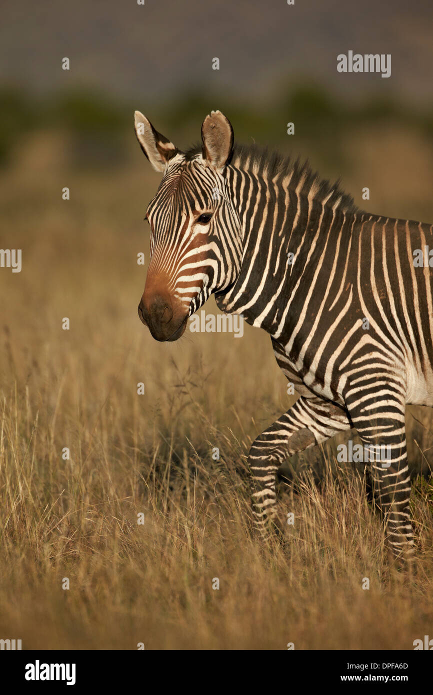 Cape mountain zebra (Equus zebra zebra), Mountain Zebra National Park, South Africa, Africa Stock Photo