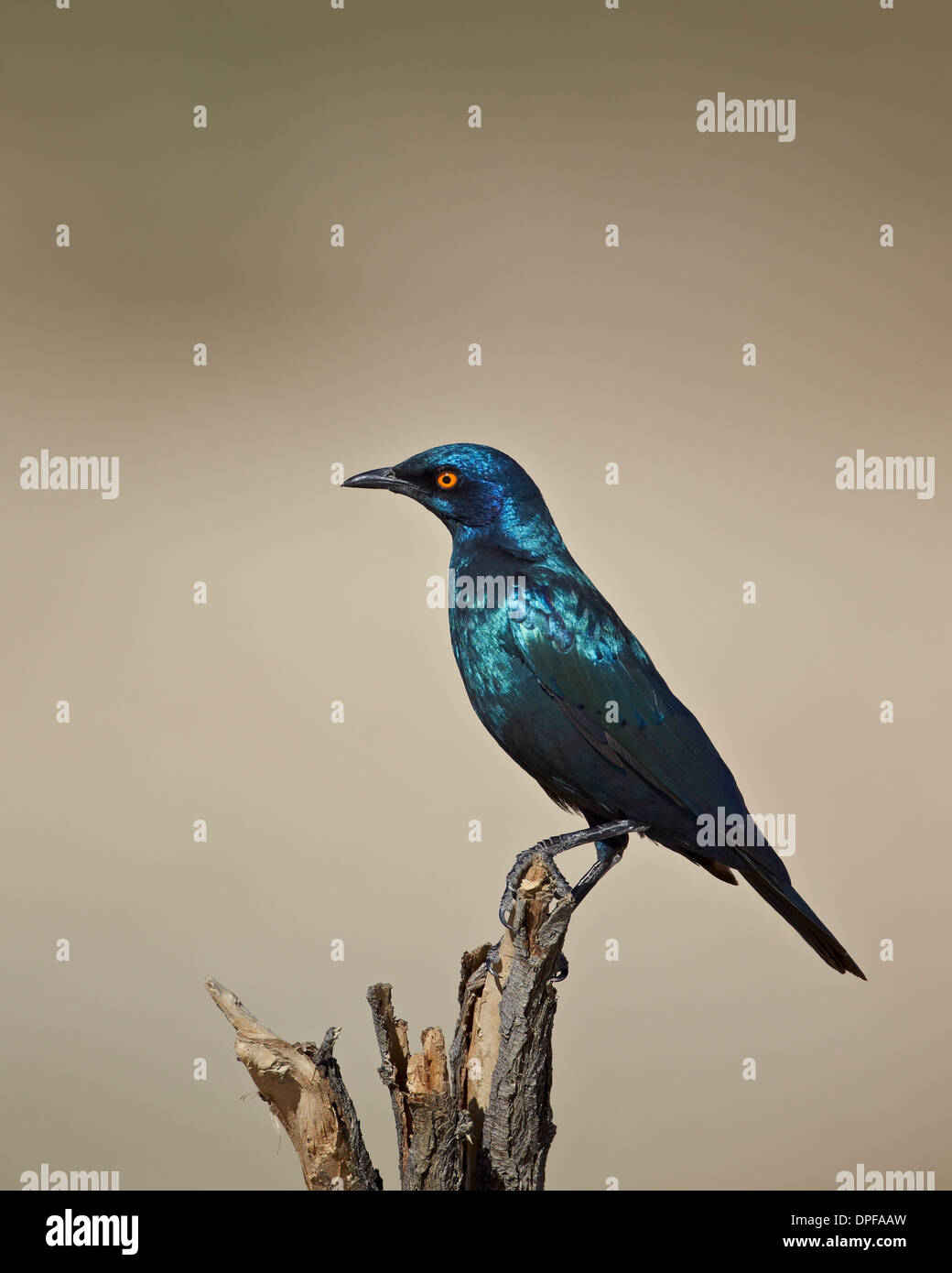 Cape glossy starling (Lamprotornis nitens), Kgalagadi Transfrontier Park, South Africa Stock Photo