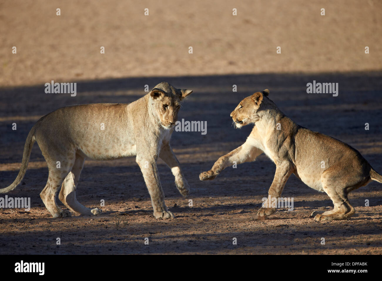 Two young lion (Panthera leo) playing, Kgalagadi Transfrontier Park, South Africa Stock Photo