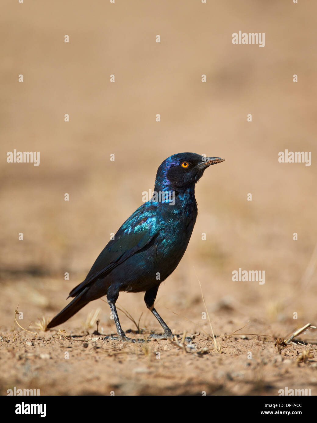 Cape glossy starling (Lamprotornis nitens), Kgalagadi Transfrontier Park, South Africa Stock Photo