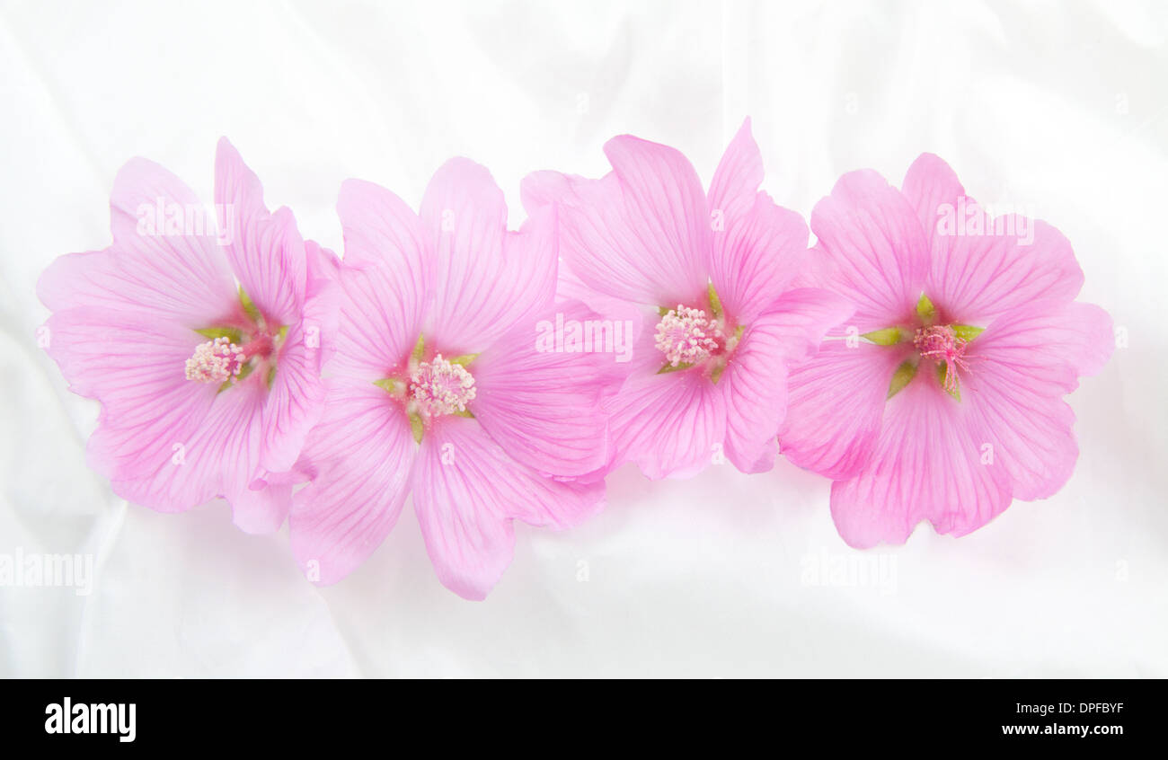 Four pink lavatera's in a row on a satin background Stock Photo