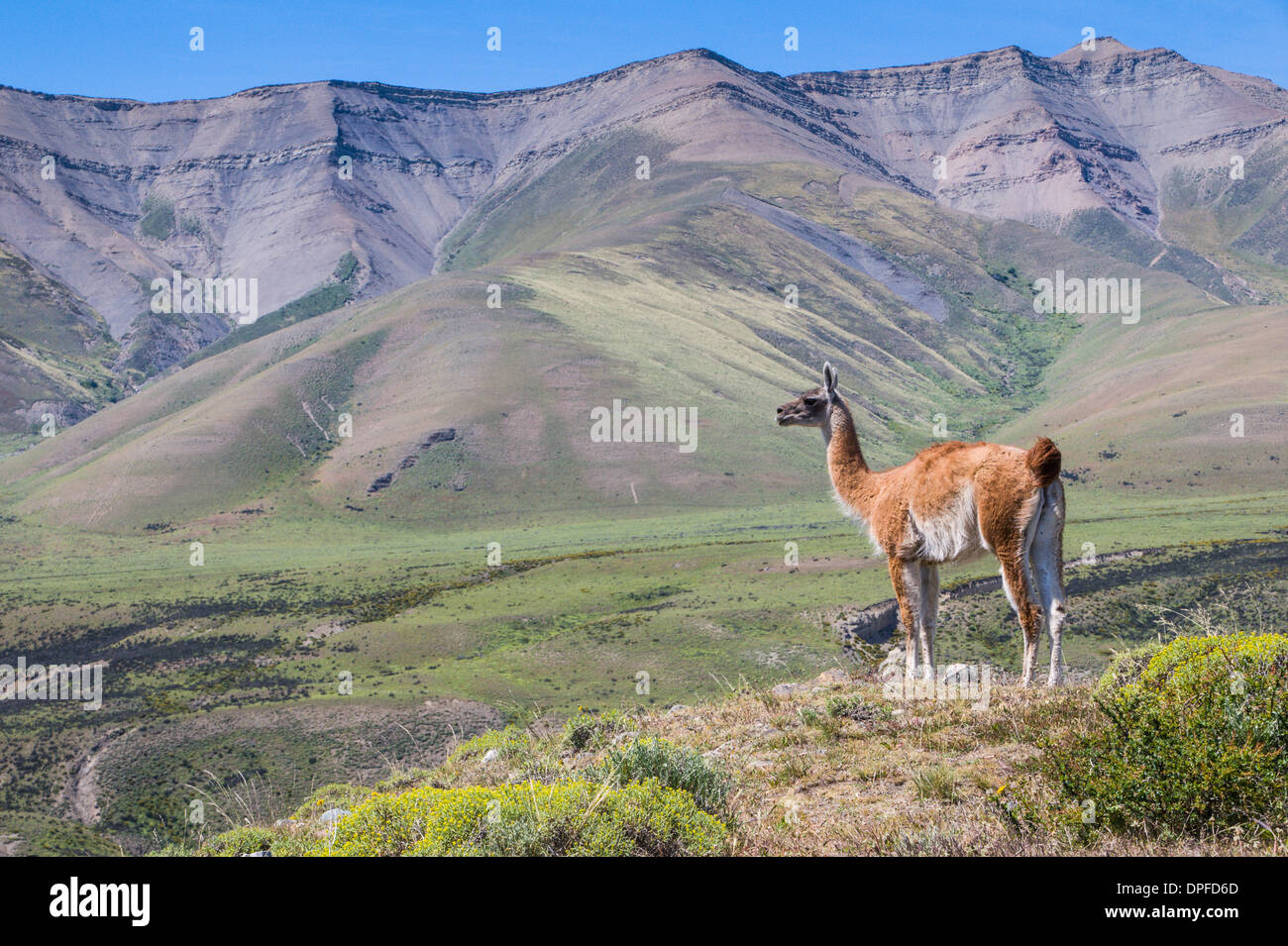 Guanaco (Lama Guanicoe), Torres del Paine National Park, Patagonia, Chile, South America Stock Photo