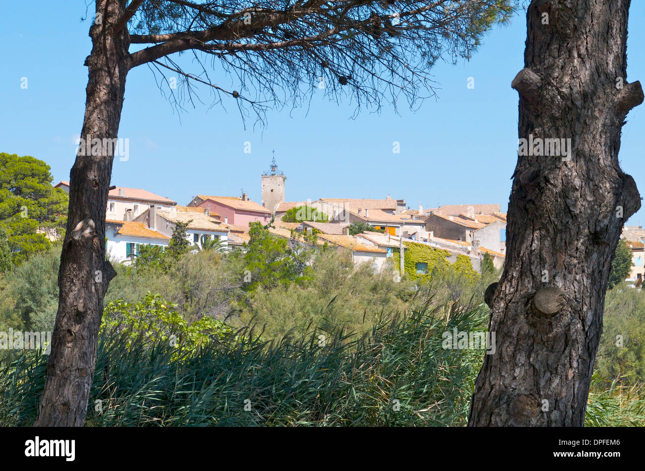 Bages, Southern France, through the pine trees near the sea. Stock Photo