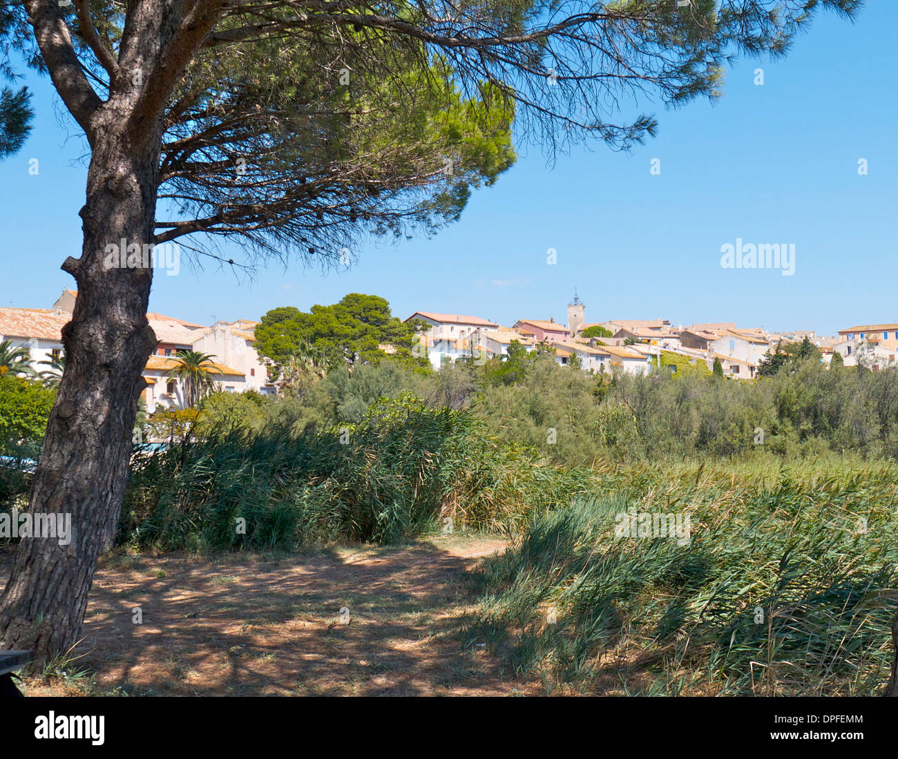 Bages, Southern France, from the pines trees near the sea. Stock Photo