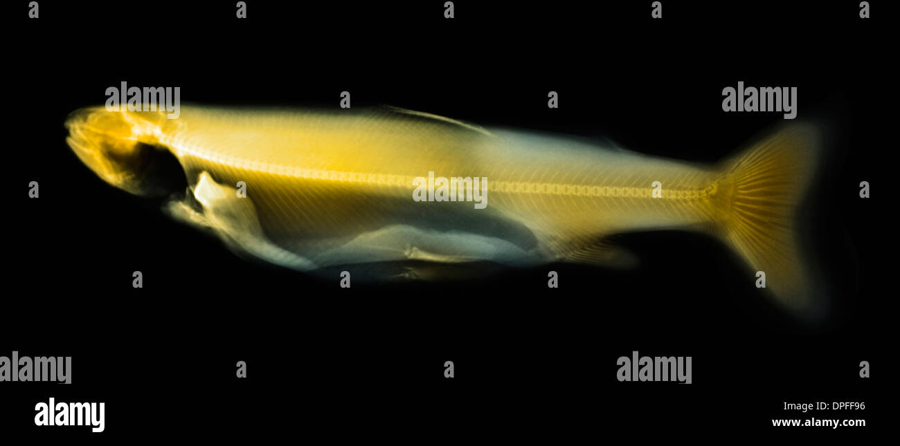 colorized x-ray of a trout fish Stock Photo