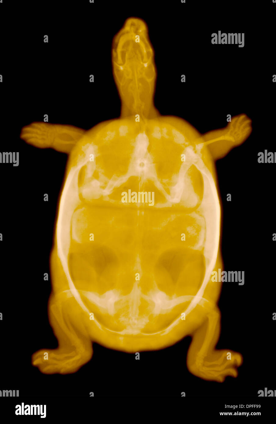 colorized x-ray of a turtle Stock Photo