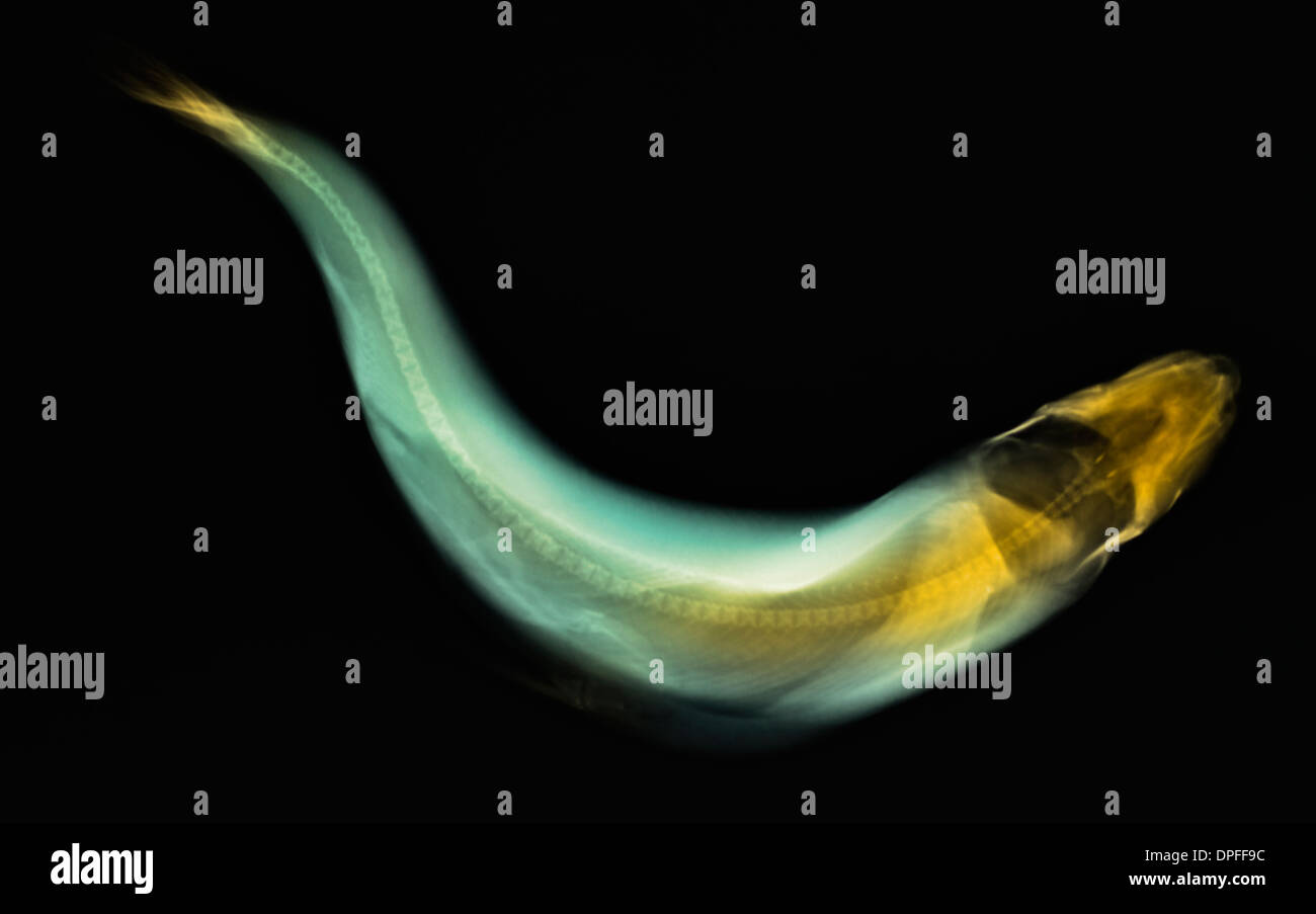 colorized x-ray of a trout fish Stock Photo