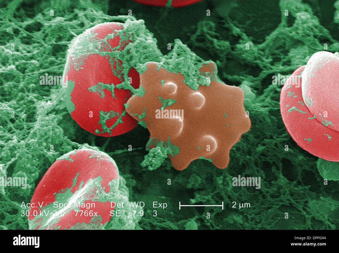 SEM of red blood cells Stock Photo