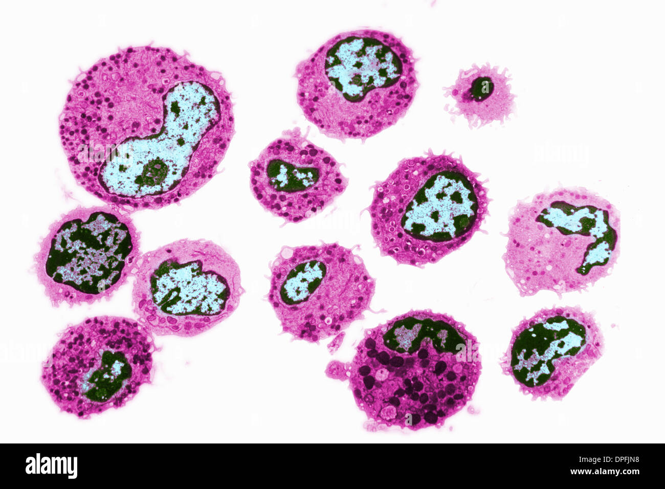 human white blood cells (WBCs), or leukocytes Stock Photo