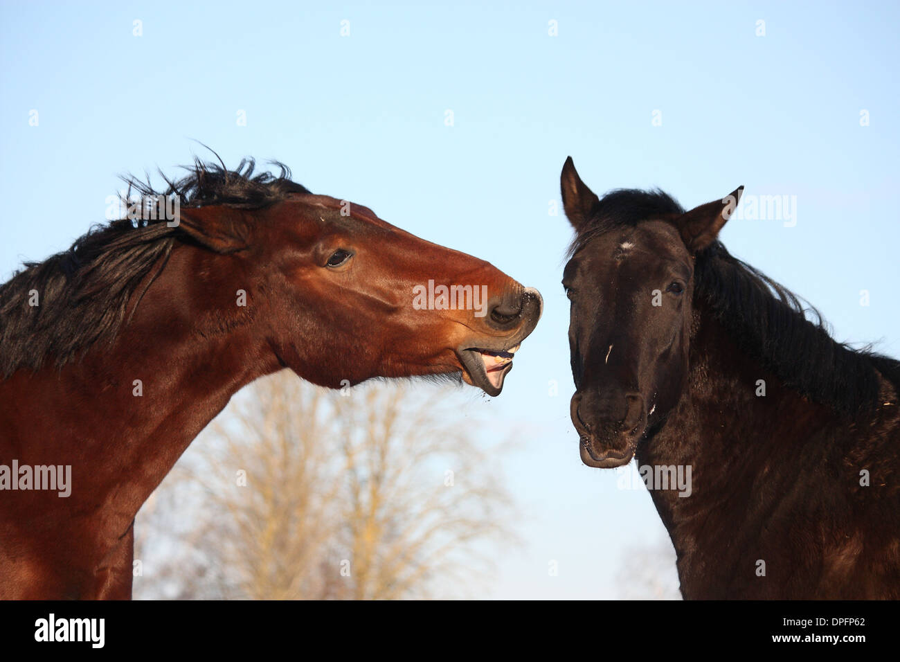 Brown and black horses fighting Stock Photo