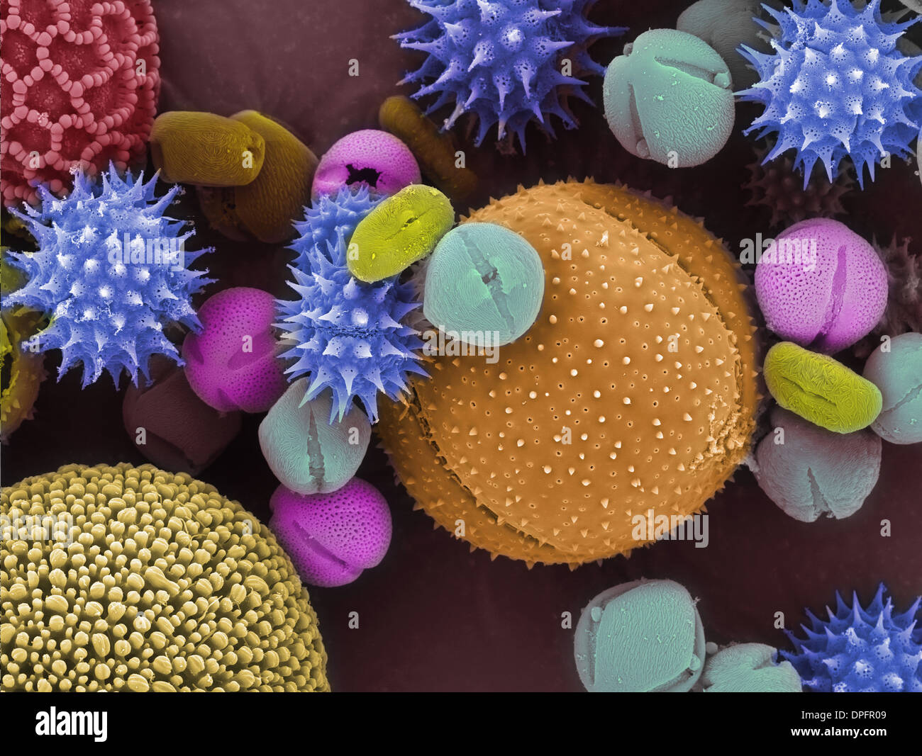 SEM of pollen grains. Stock Photo