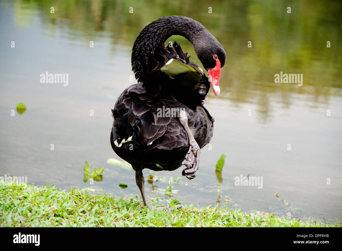 Animals in motion hi-res stock photography and images - Alamy